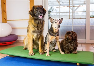 Animal boarding