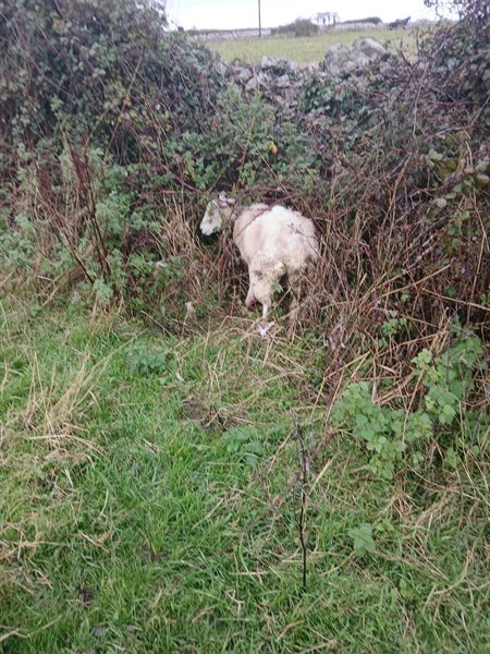 Sheep 1 rotated