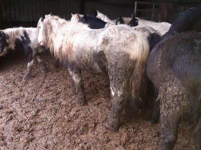 Bonvilston man sentenced to another six months for animal welfare offences Bonvilston man sentenced to another six months for animal welfare offences