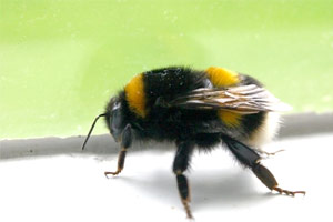 Bee-