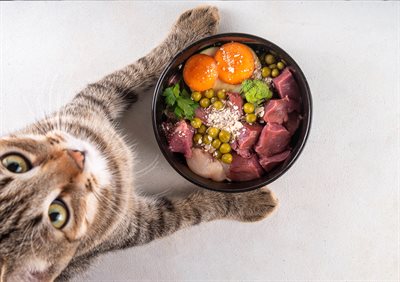 Cat with food bowl