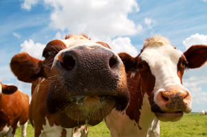 Cow Close Up