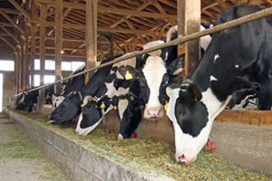 Cows-eating-feed