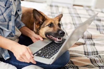 Dog on laptop