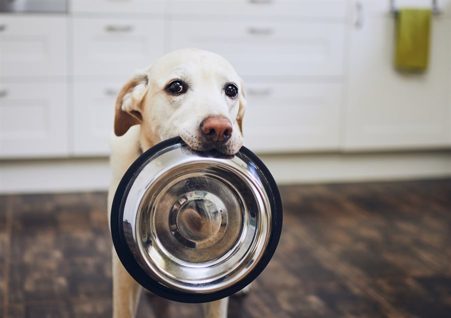 Dog with food bowl