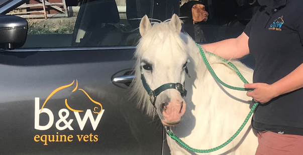 Pony-with-B&W-vet