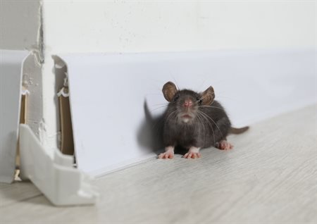 Rats