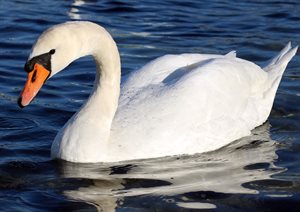 swan