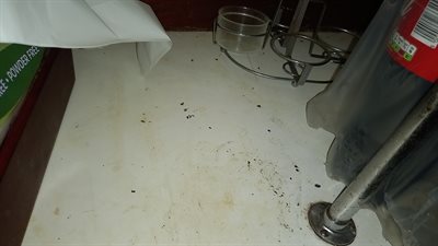 Droppings Next to Coca Cola