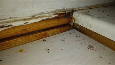 Droppings and Bait cupboard near skirting board