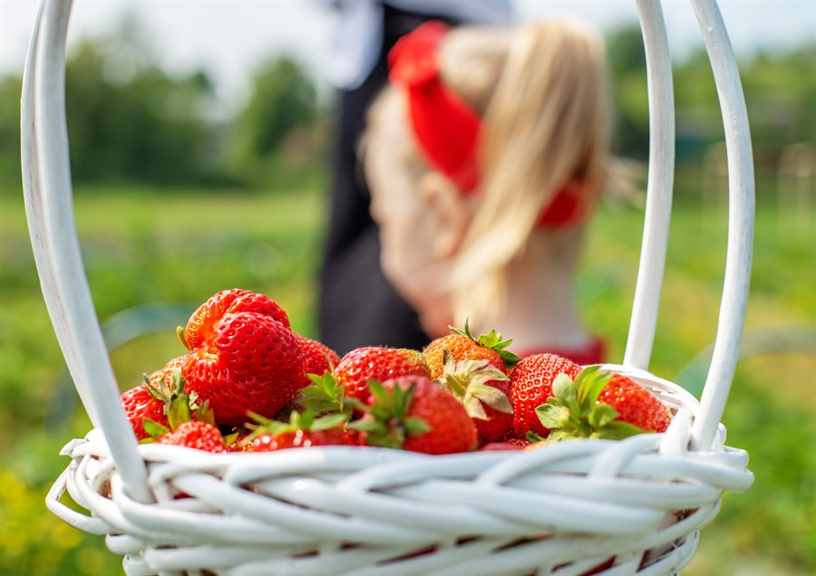 Pick your own basket