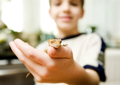 Child lizard