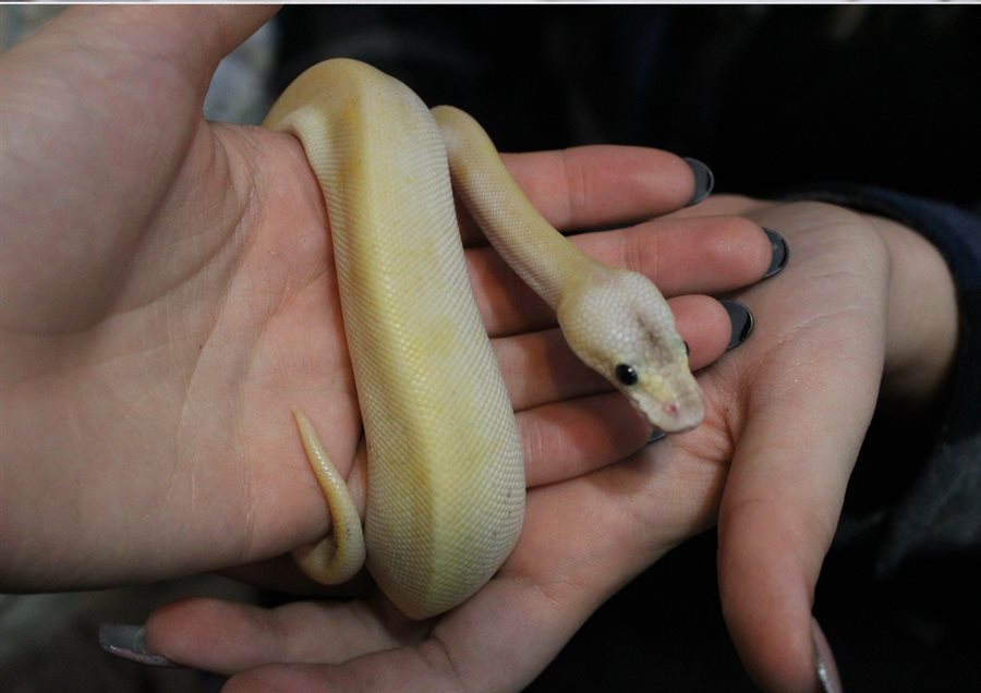 Snake hands